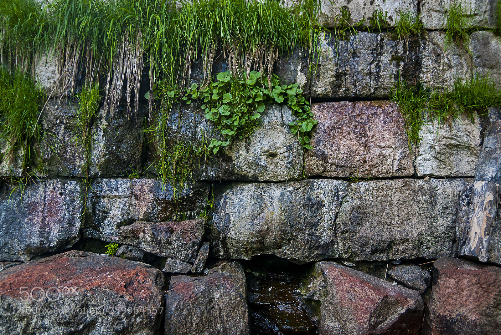 Nikon D80 sample photo. Overgrowth photography