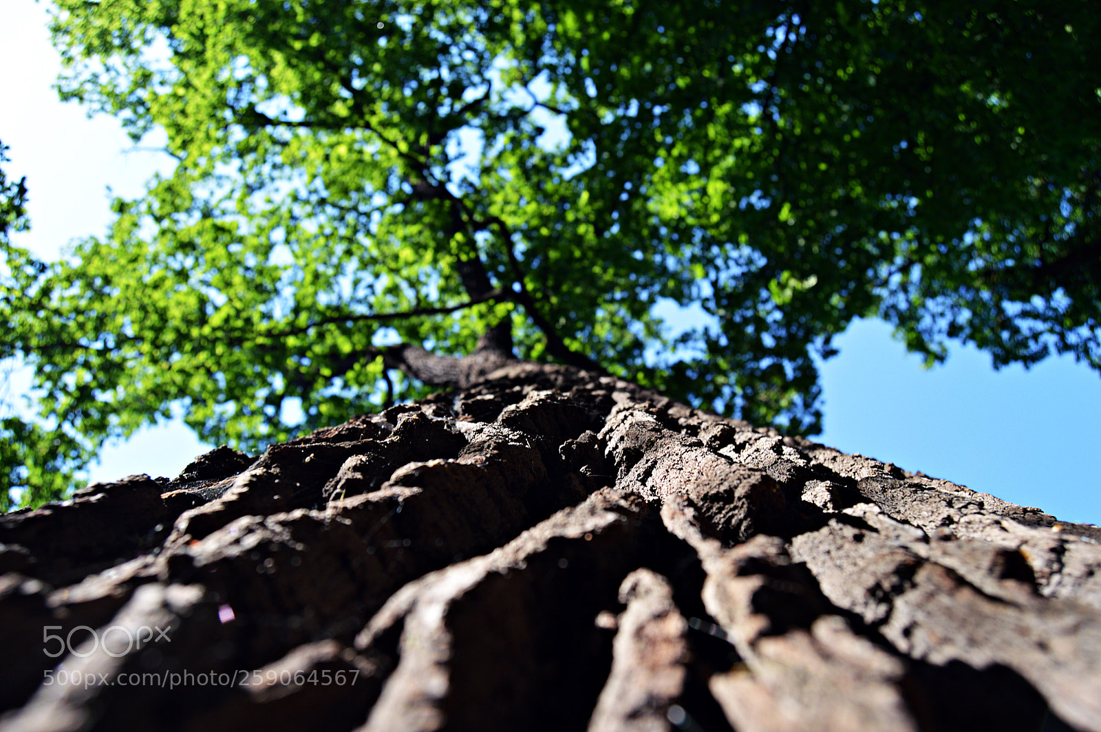 Nikon D3200 sample photo. Upwards photography