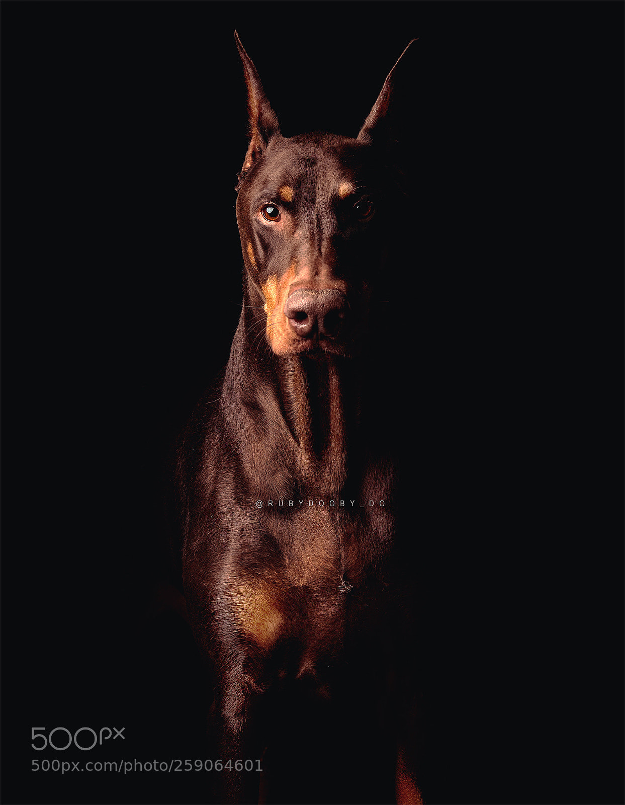 Nikon D850 sample photo. Doberman strength photography