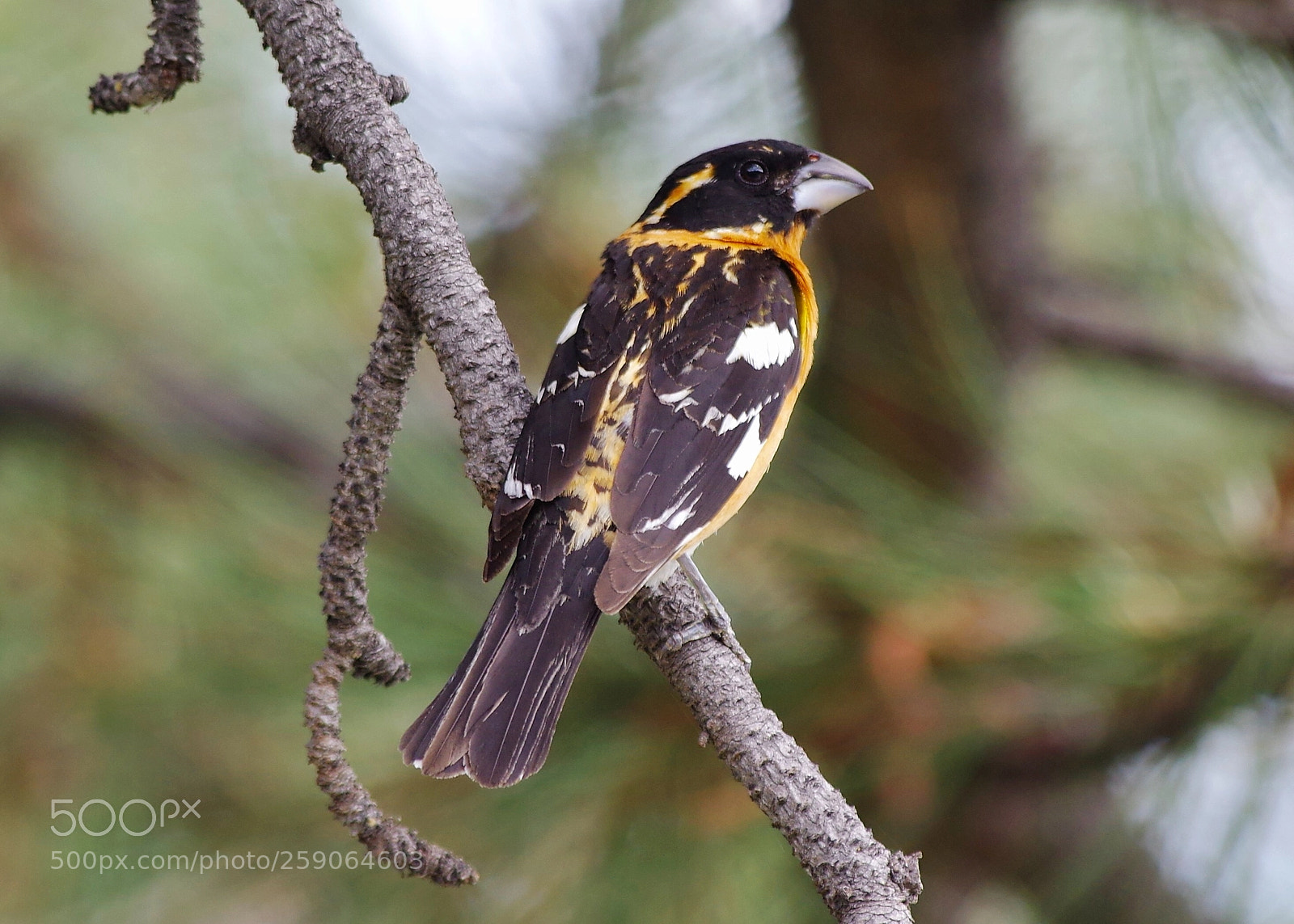 Pentax K-3 sample photo. Black-headed grosbeak photography