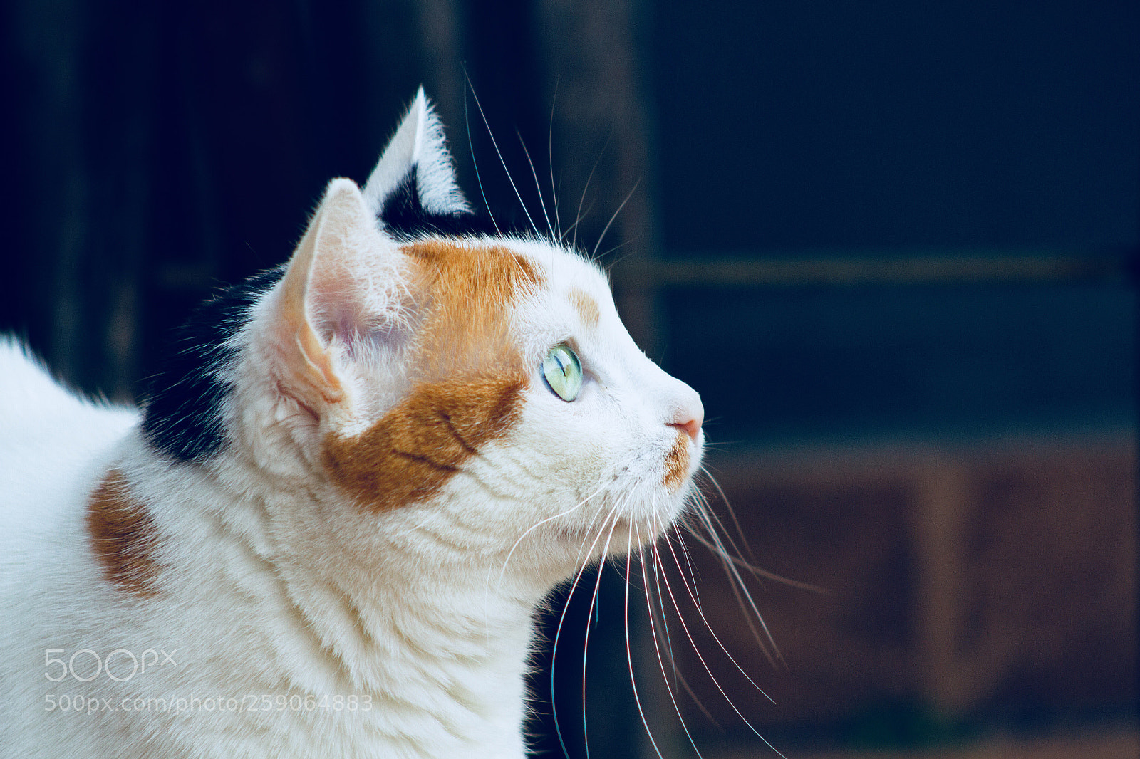 Canon EOS 7D sample photo. Bellinha looking for something photography