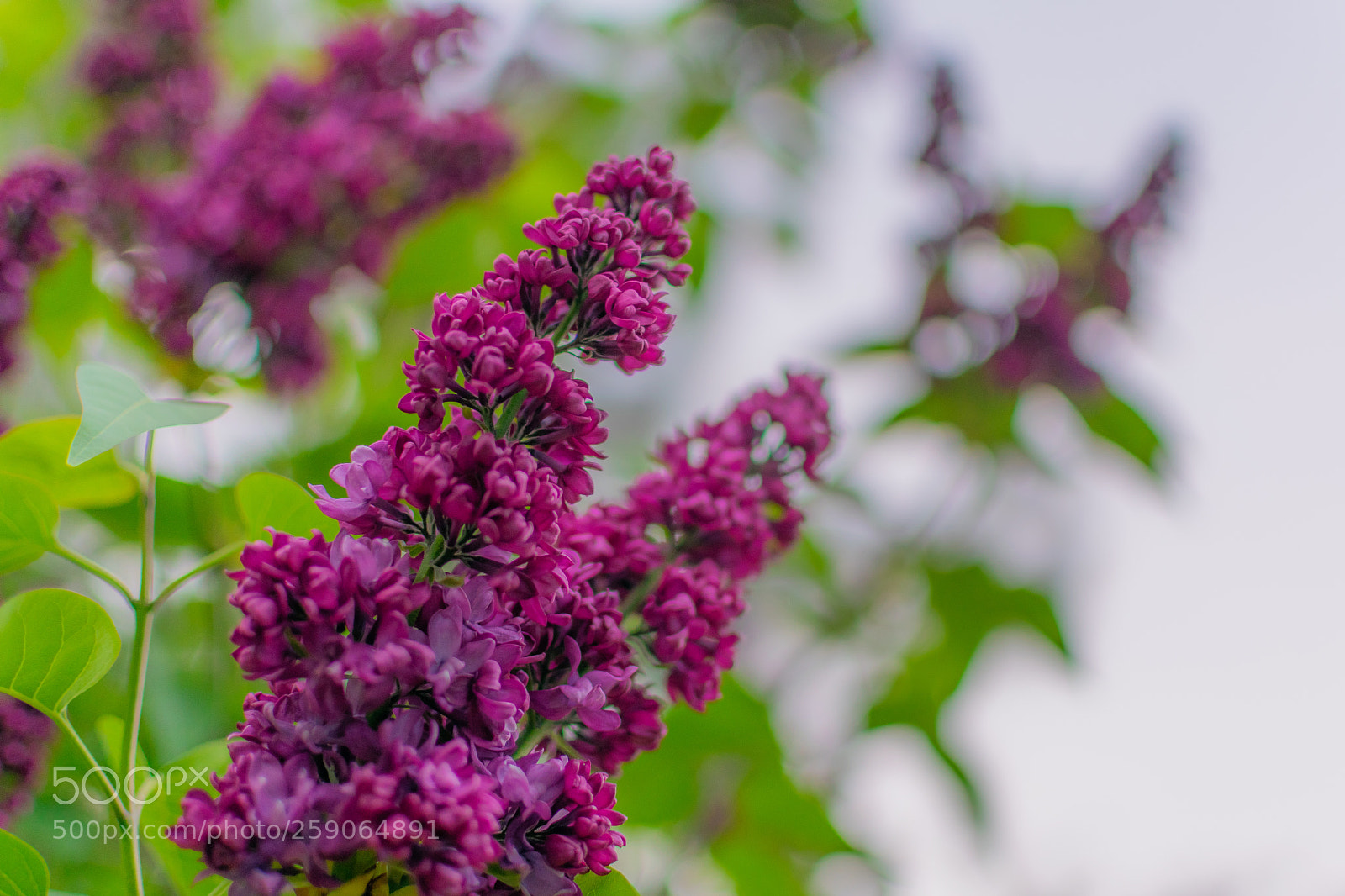 Nikon D5300 sample photo. Untitled photography