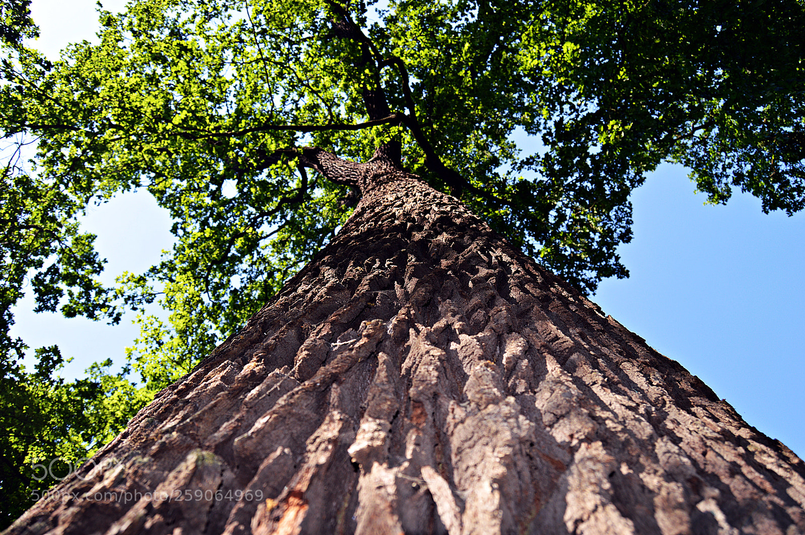Nikon D3200 sample photo. Upwards ii photography