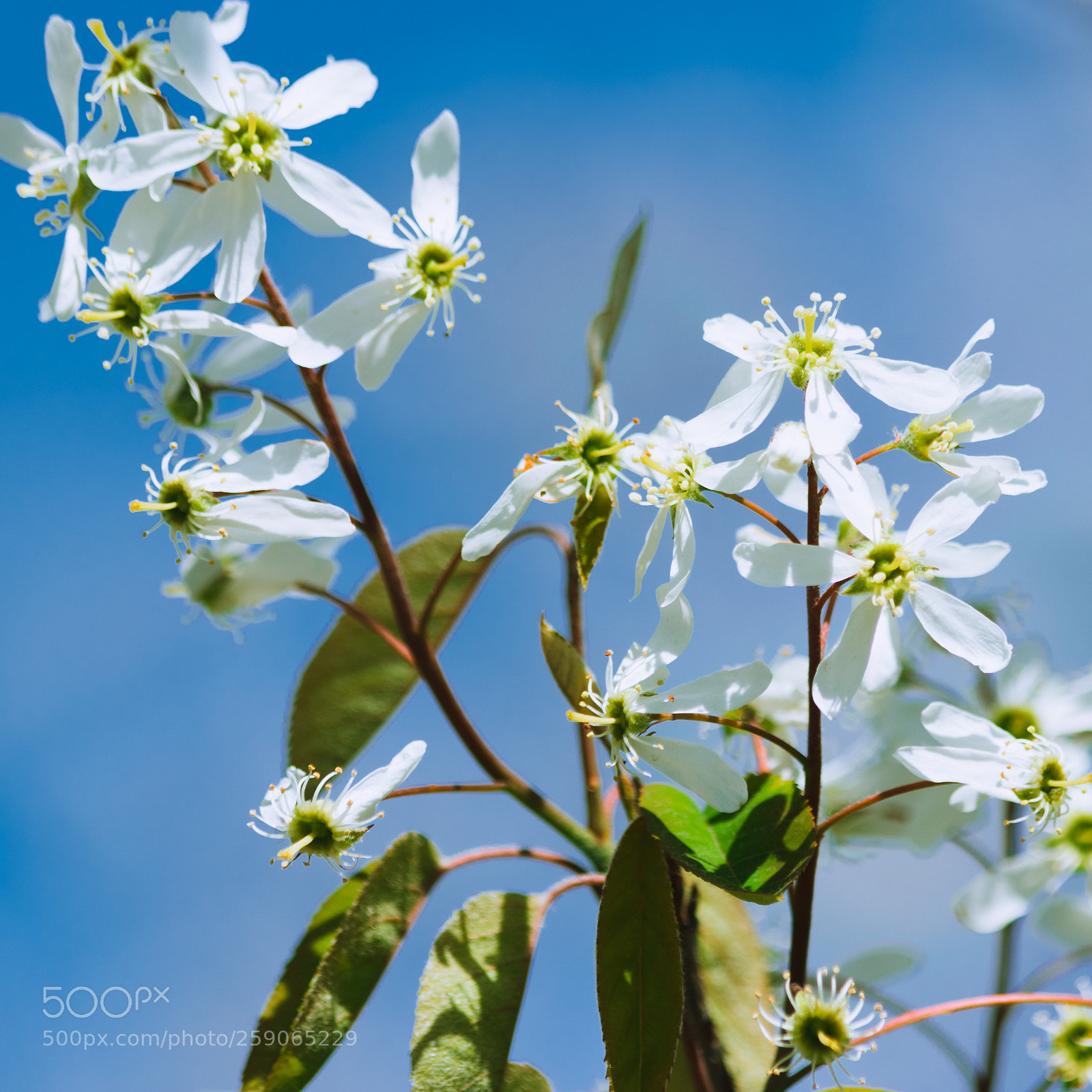 Canon EOS 800D (EOS Rebel T7i / EOS Kiss X9i) sample photo. White blossom photography