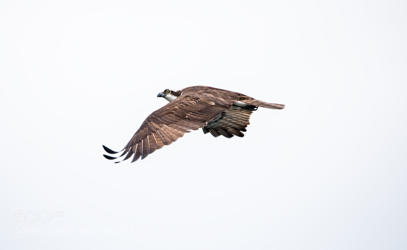 Nikon D750 sample photo. In flight photography