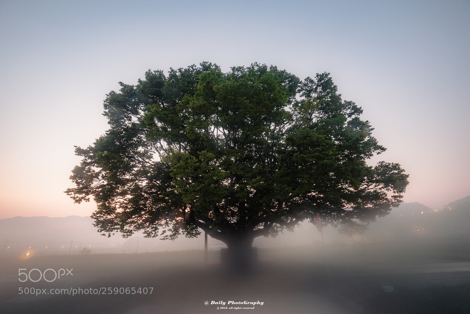 Canon EOS 6D Mark II sample photo. Big tree photography