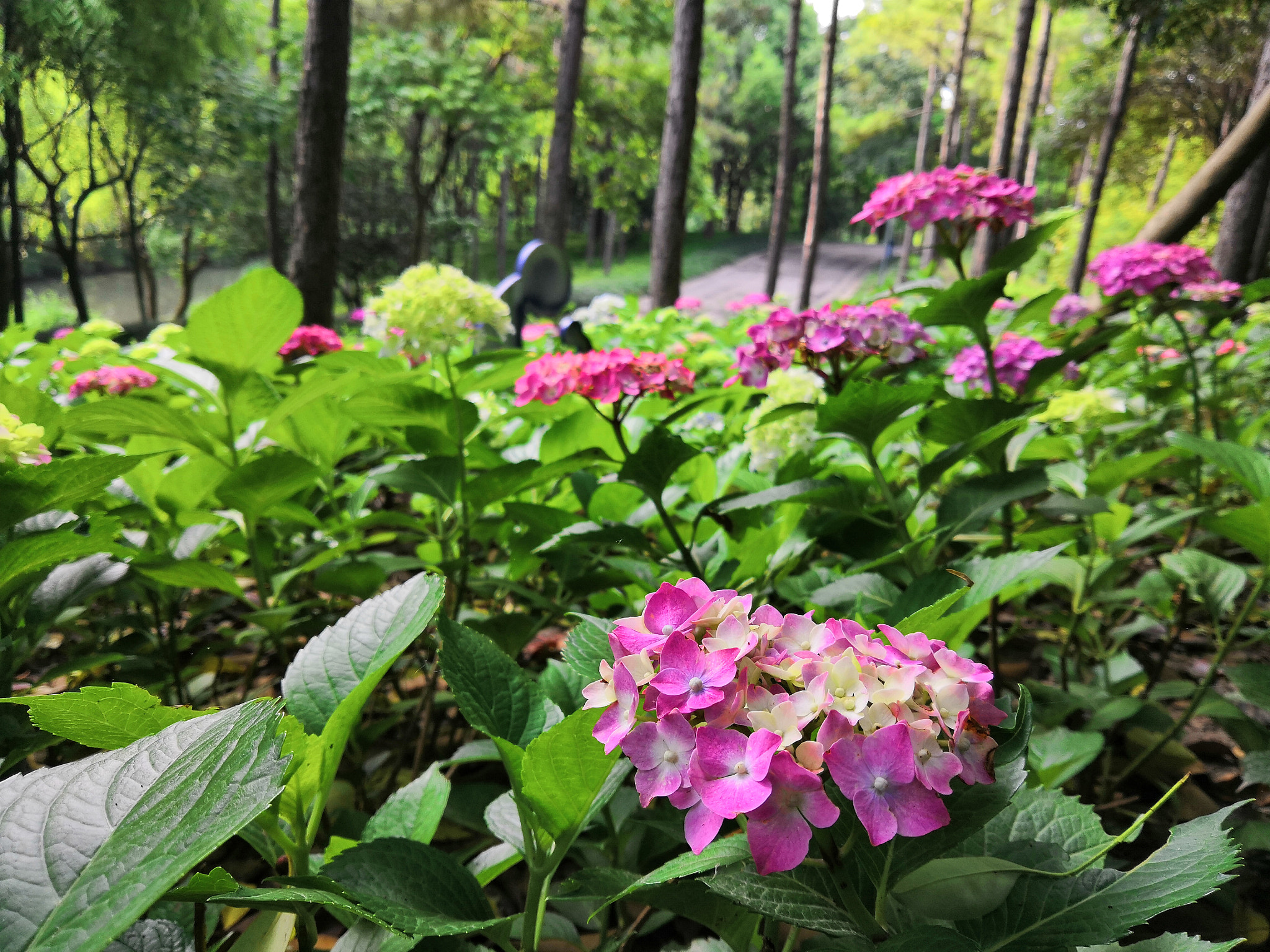 HUAWEI Honor 10 sample photo. Flowers in morning photography