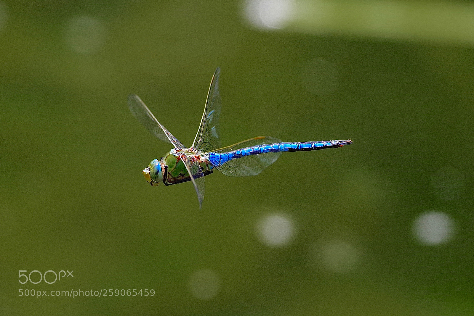 Pentax K-1 sample photo. Dragonfly in flight photography