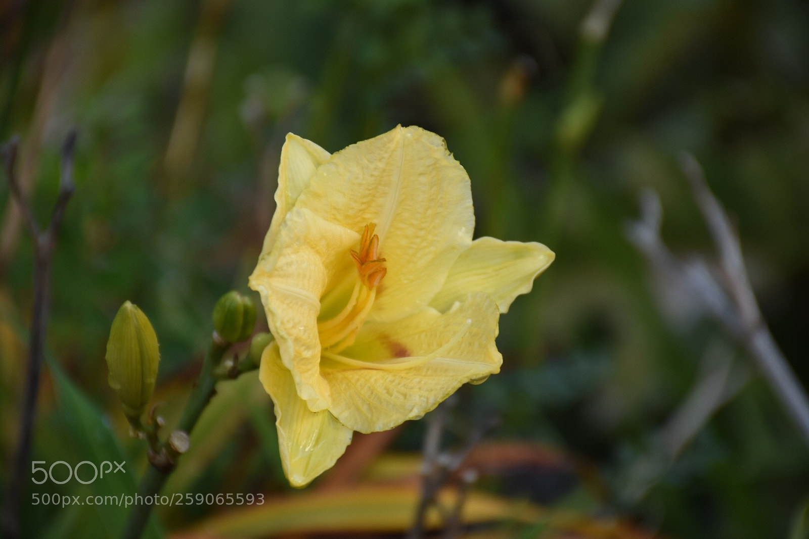 Nikon D7200 sample photo. Ddcefe bfdeecedb photography