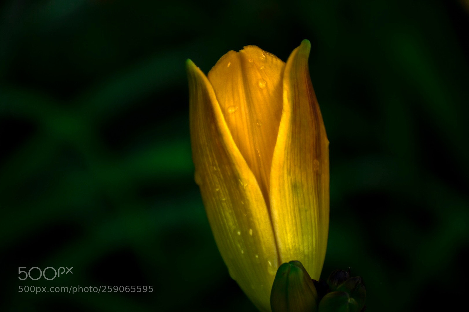 Nikon D7200 sample photo. C d bf ddc photography