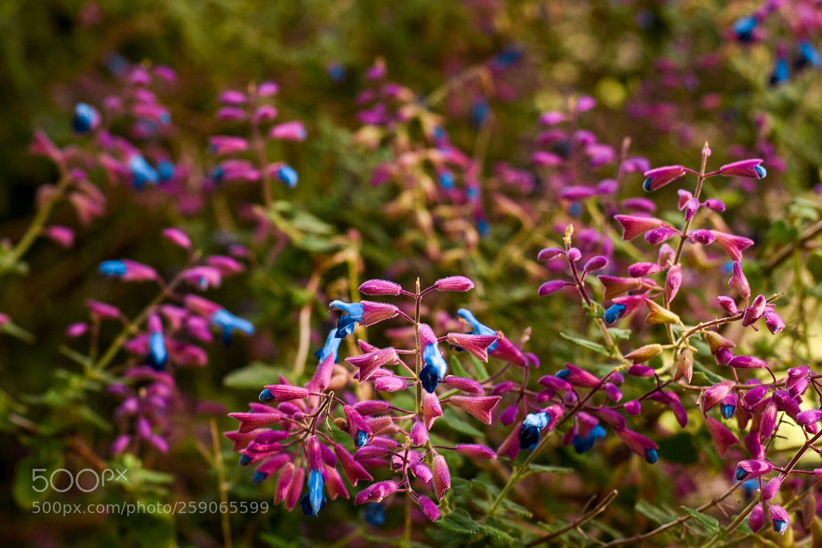 Nikon D7200 sample photo. Fcbef ab photography