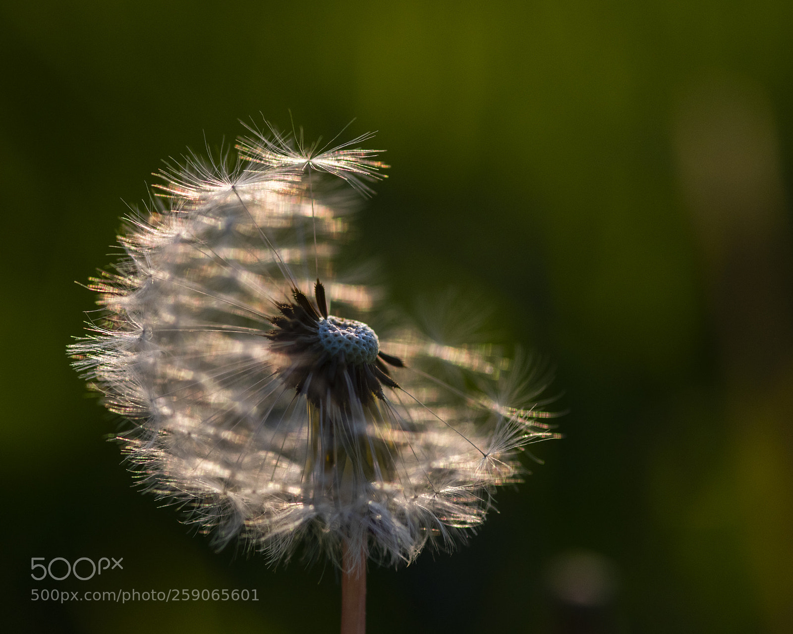 Nikon D810 sample photo. Evening light photography