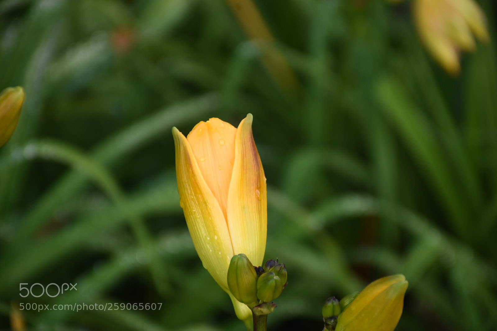 Nikon D7200 sample photo. Edfddffb adaaeef photography