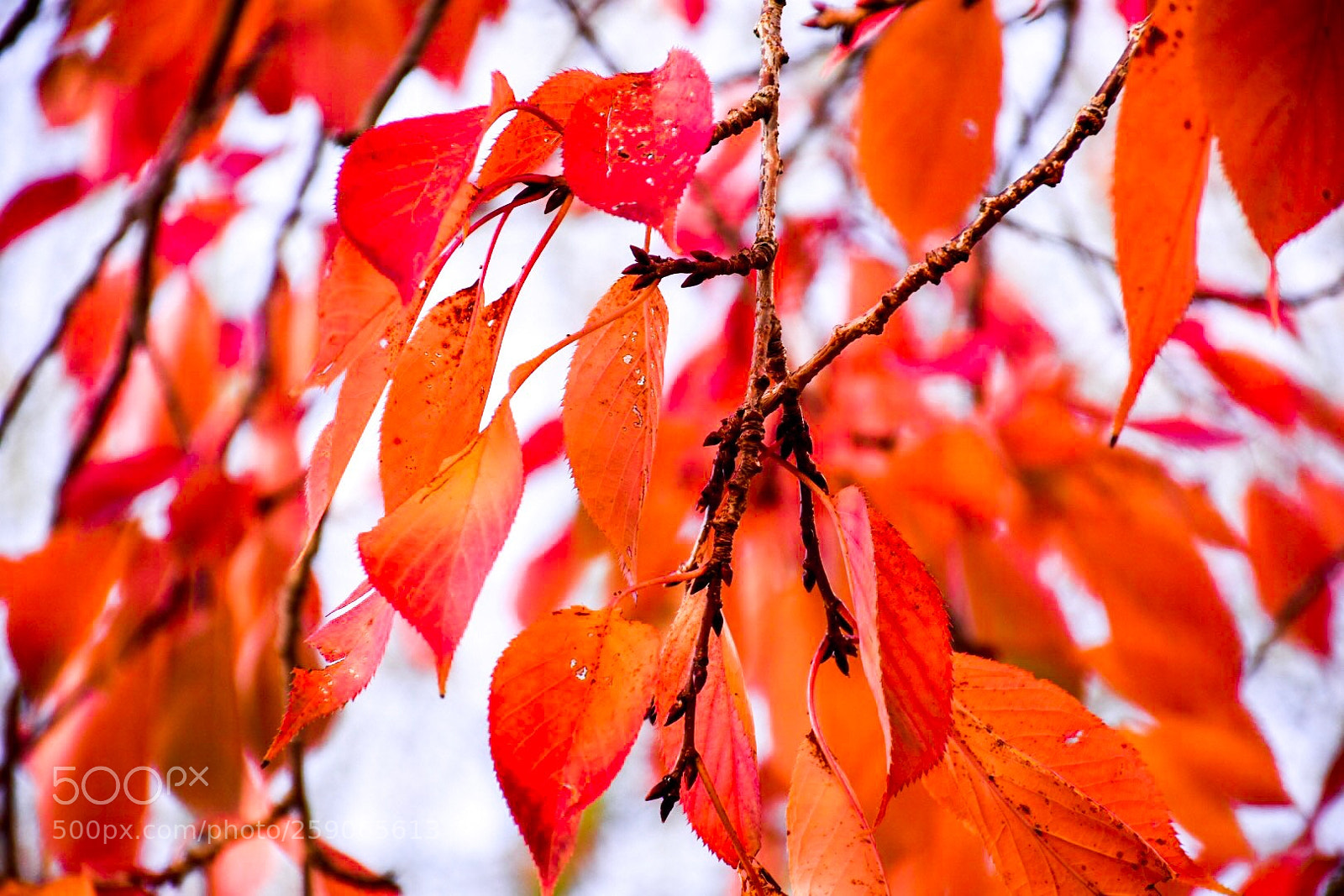 Nikon D7200 sample photo. A efbaeaf photography