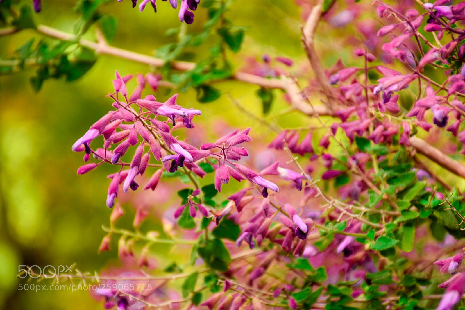 Nikon D7200 sample photo. Ebef bfabffcee photography