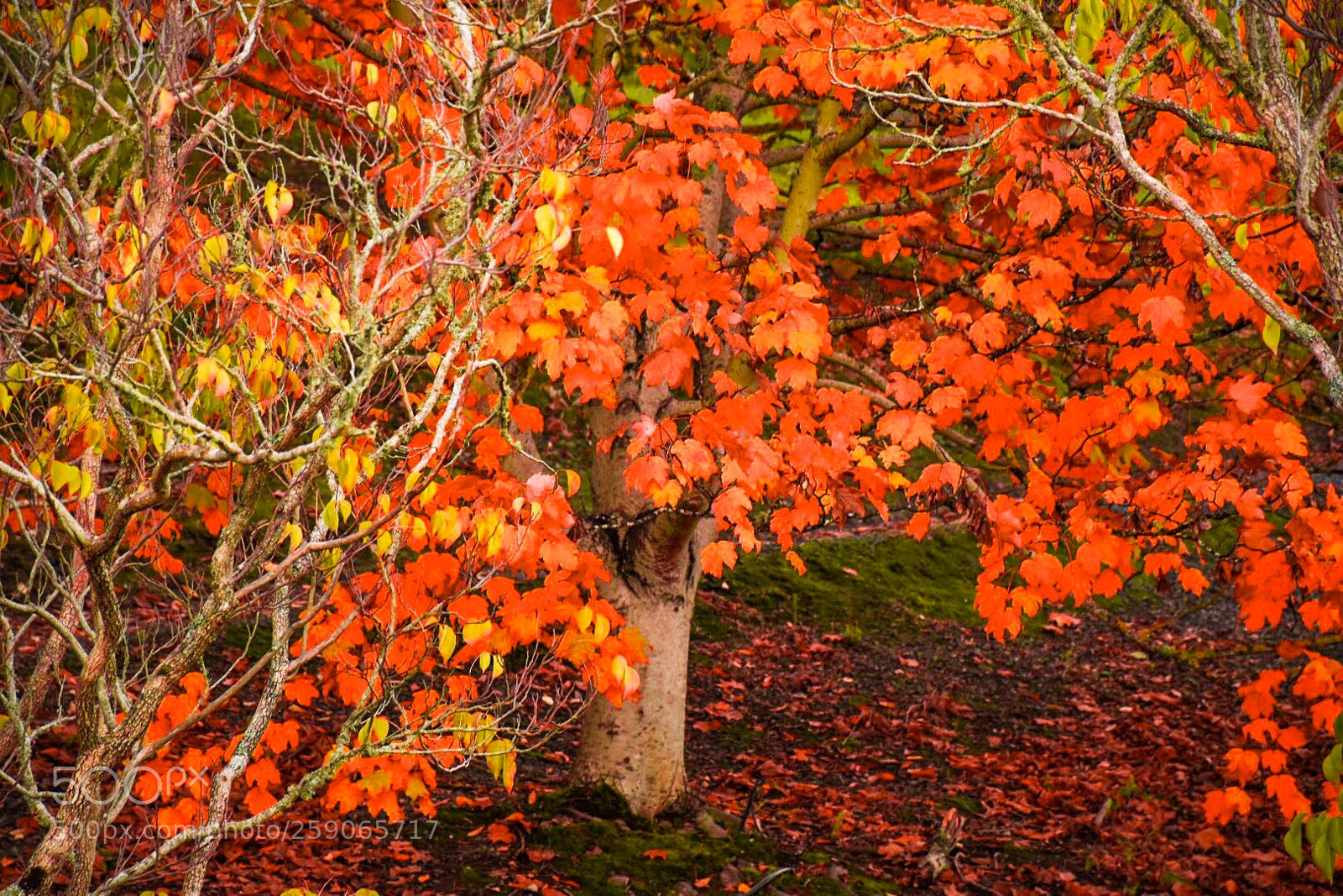 Nikon D7200 sample photo. Edfe cbfbc photography