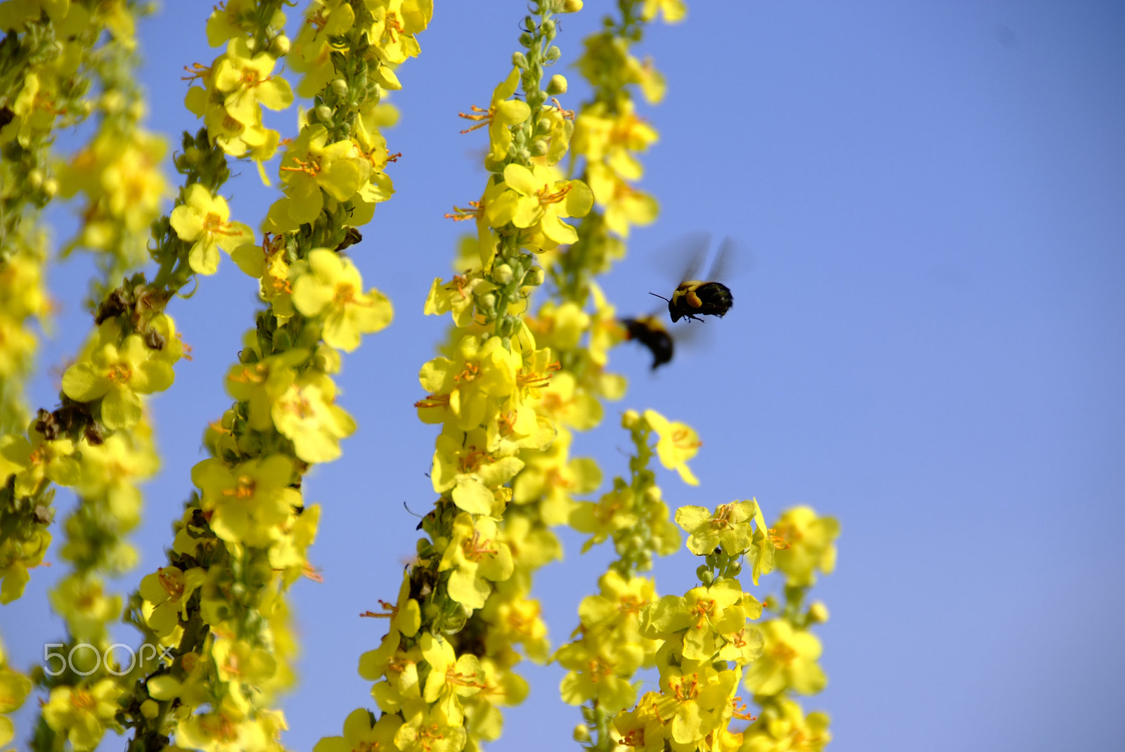 Fujifilm FinePix S5 Pro sample photo. Bees flying around yellow flowers photography