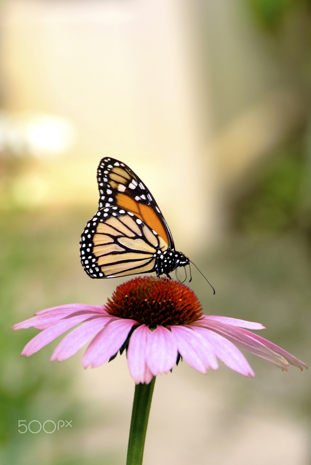 Fujifilm FinePix S5 Pro sample photo. Monarch butterfly on pink flower photography