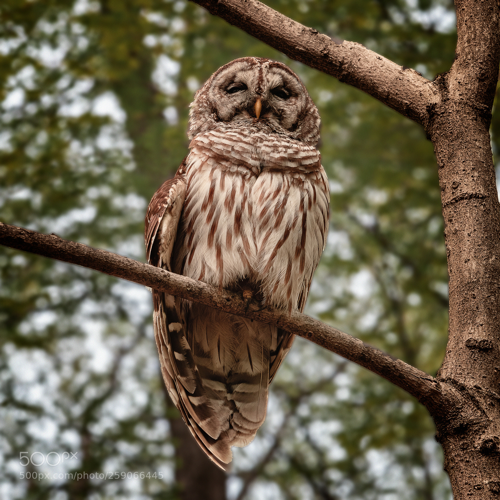Nikon D850 sample photo. Owl photography