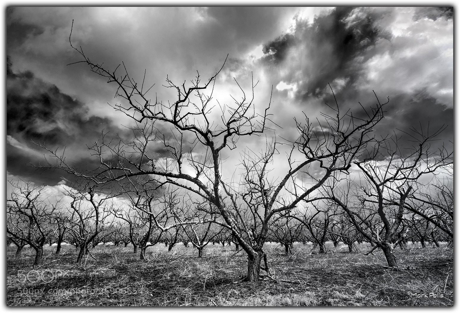 Canon EOS-1Ds Mark III sample photo. Angry orchard photography