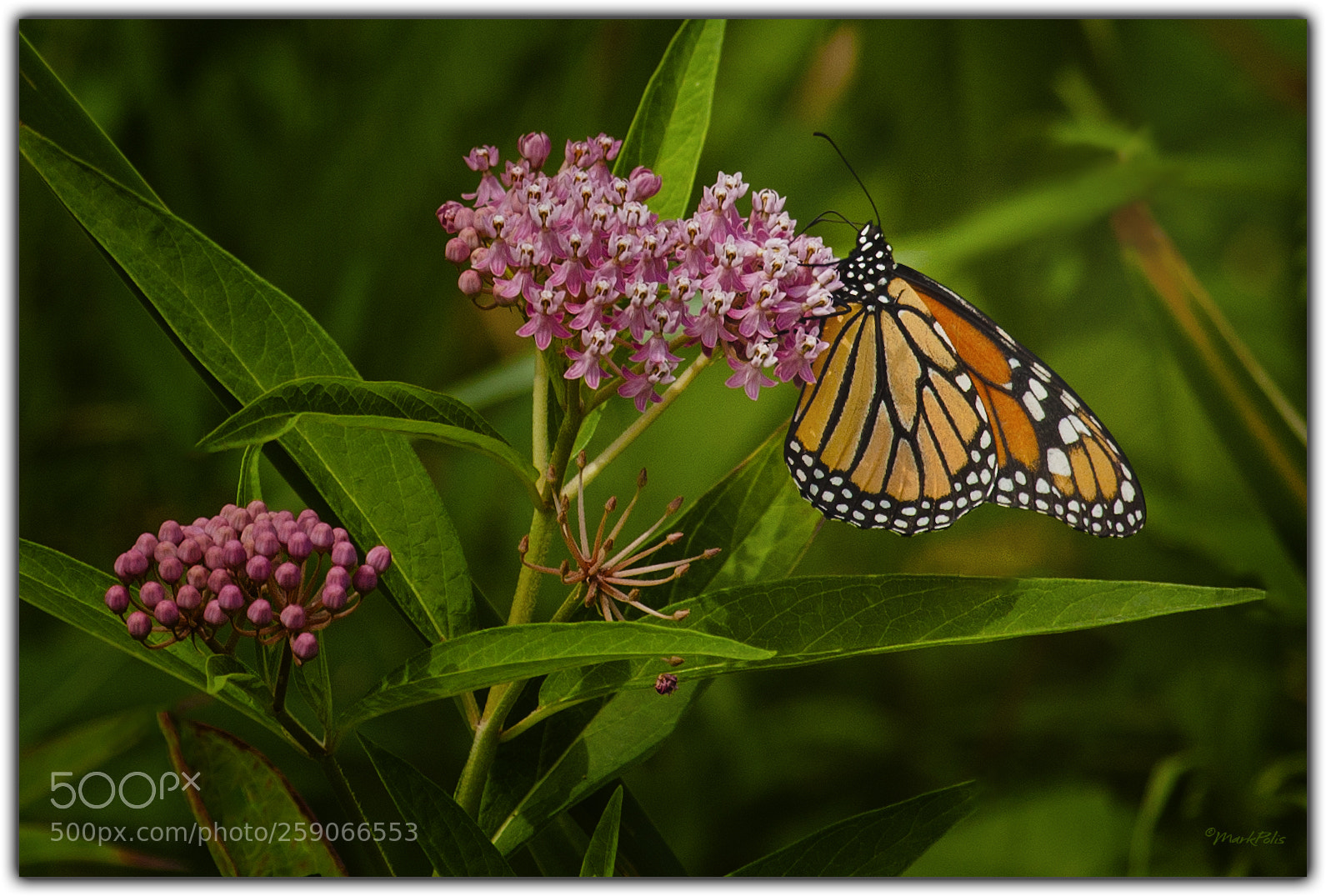 Canon EOS-1Ds Mark III sample photo. Monarchy photography