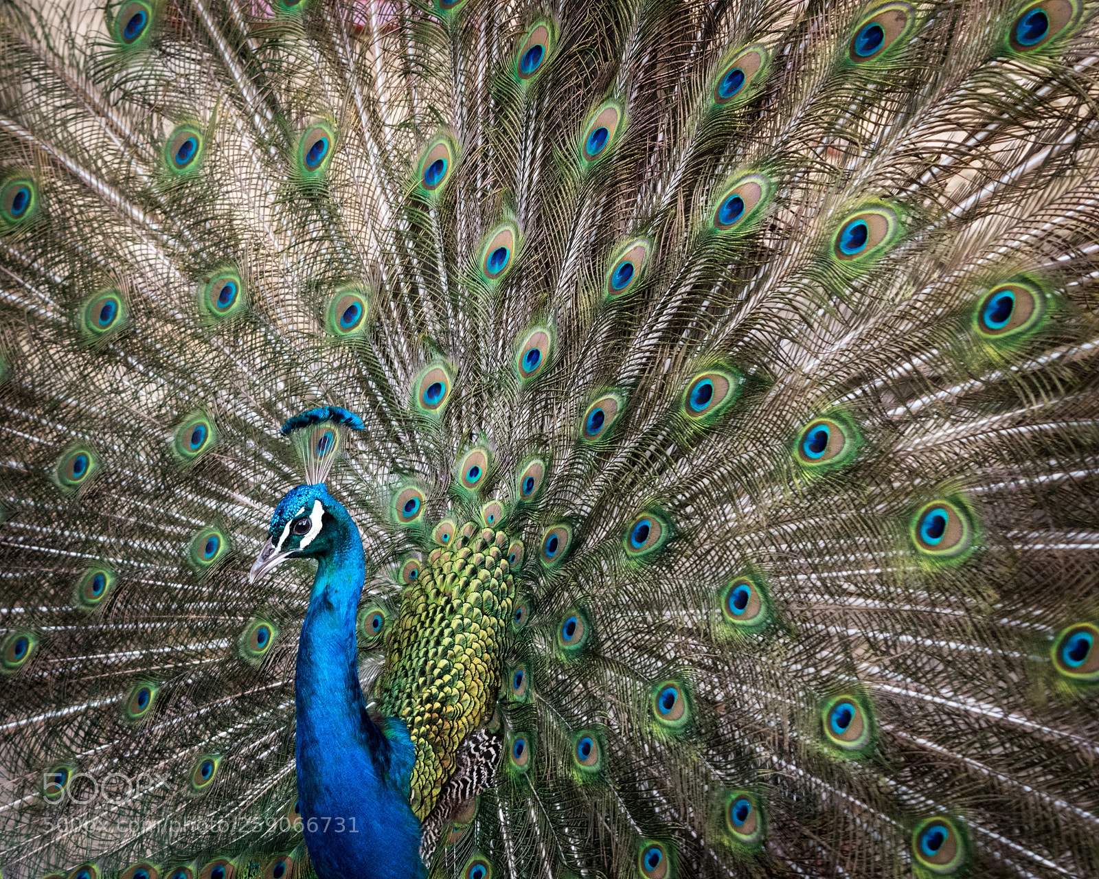 Nikon D5500 sample photo. A coat of many photography