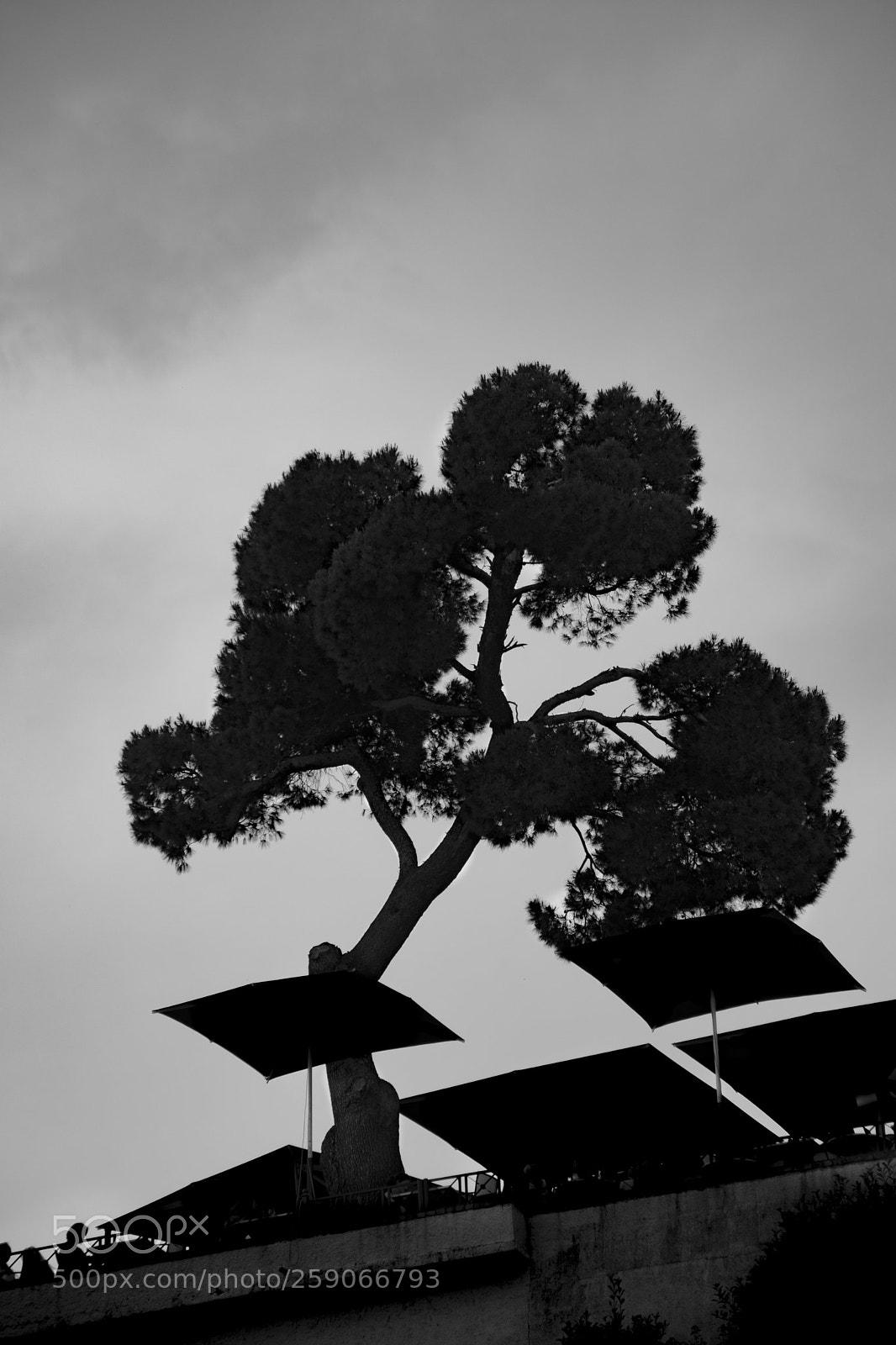 Nikon D5500 sample photo. City's bonsai photography