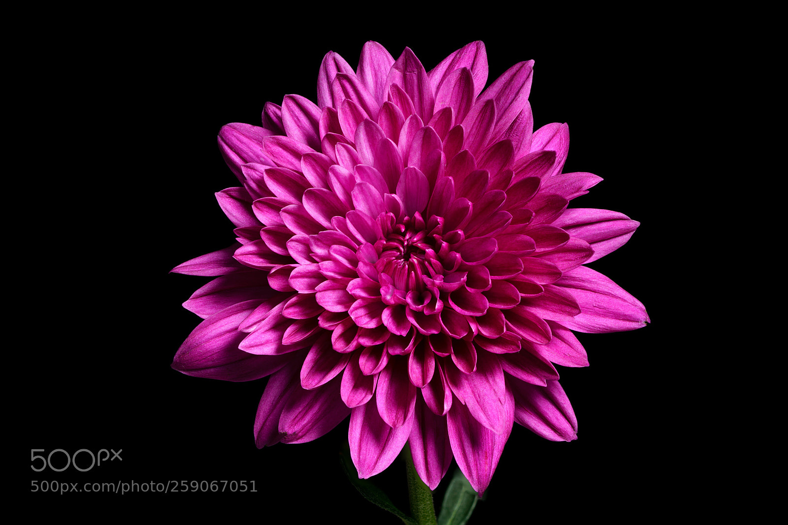 Sony a7R III sample photo. Chrysanthemum photography