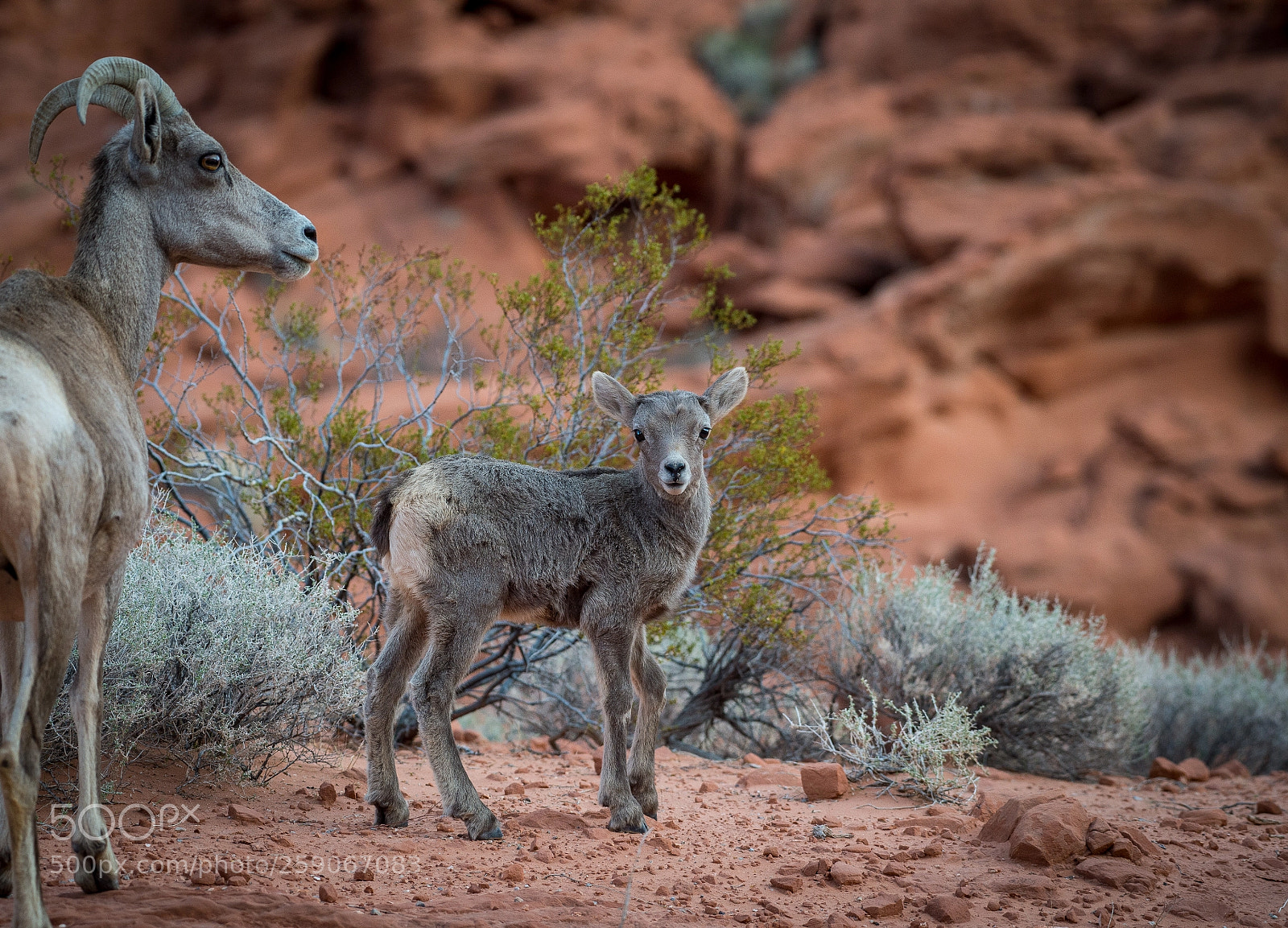 Nikon D4S sample photo. Desert big horn photography