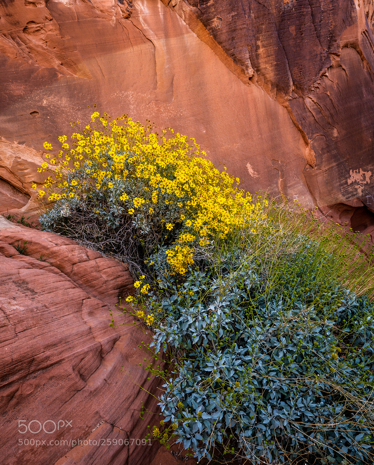 Nikon D850 sample photo. Valley of fire photography