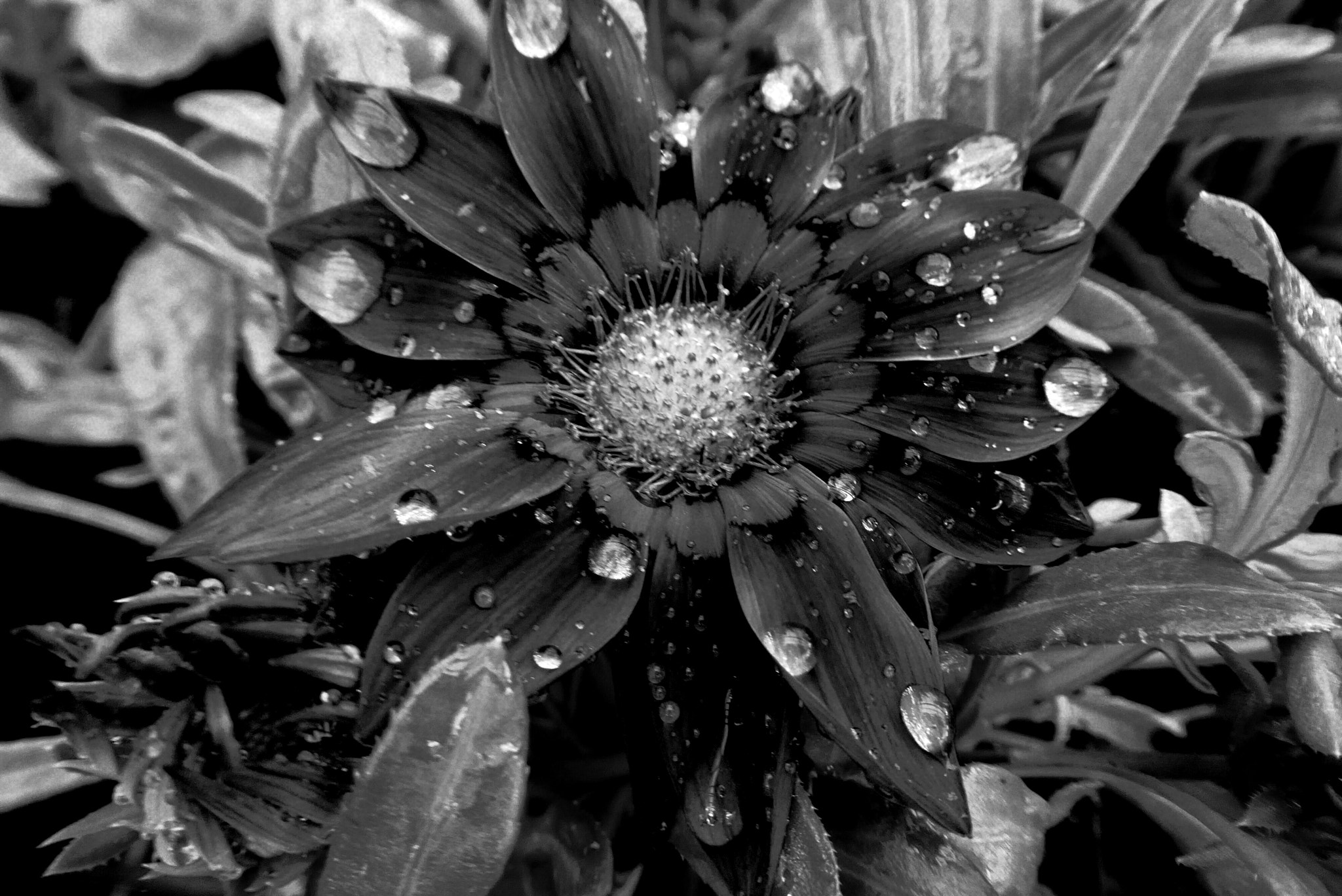 Panasonic Lumix DMC-ZS50 (Lumix DMC-TZ70) sample photo
