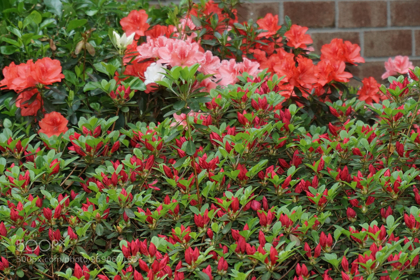 Sony a6000 sample photo. Flower photography