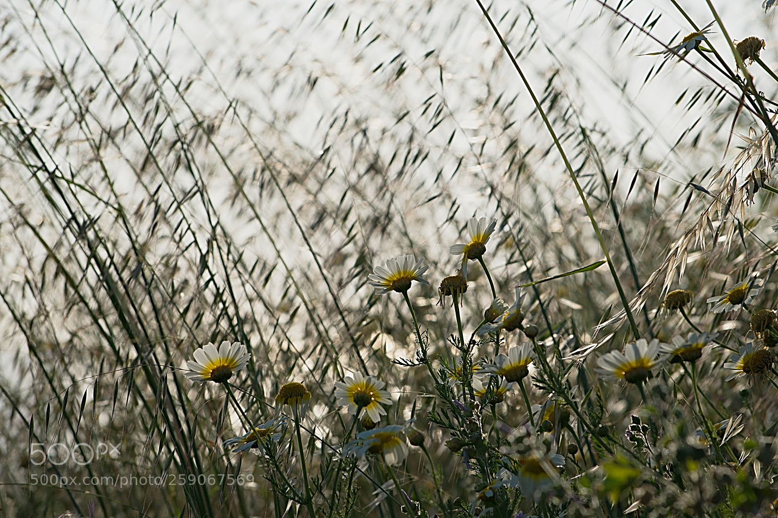 Nikon D610 sample photo. St photography