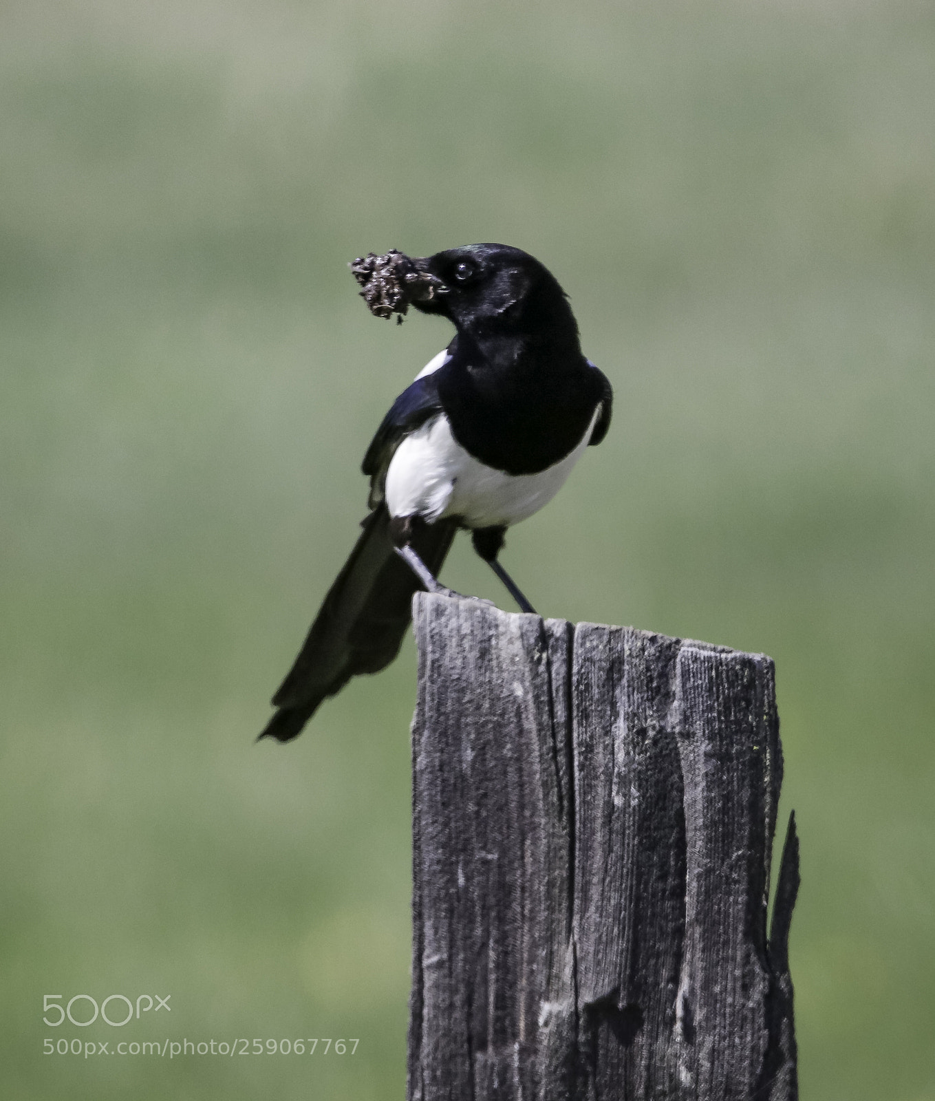 Canon EOS 750D (EOS Rebel T6i / EOS Kiss X8i) sample photo. Black-billed magpie with berries photography