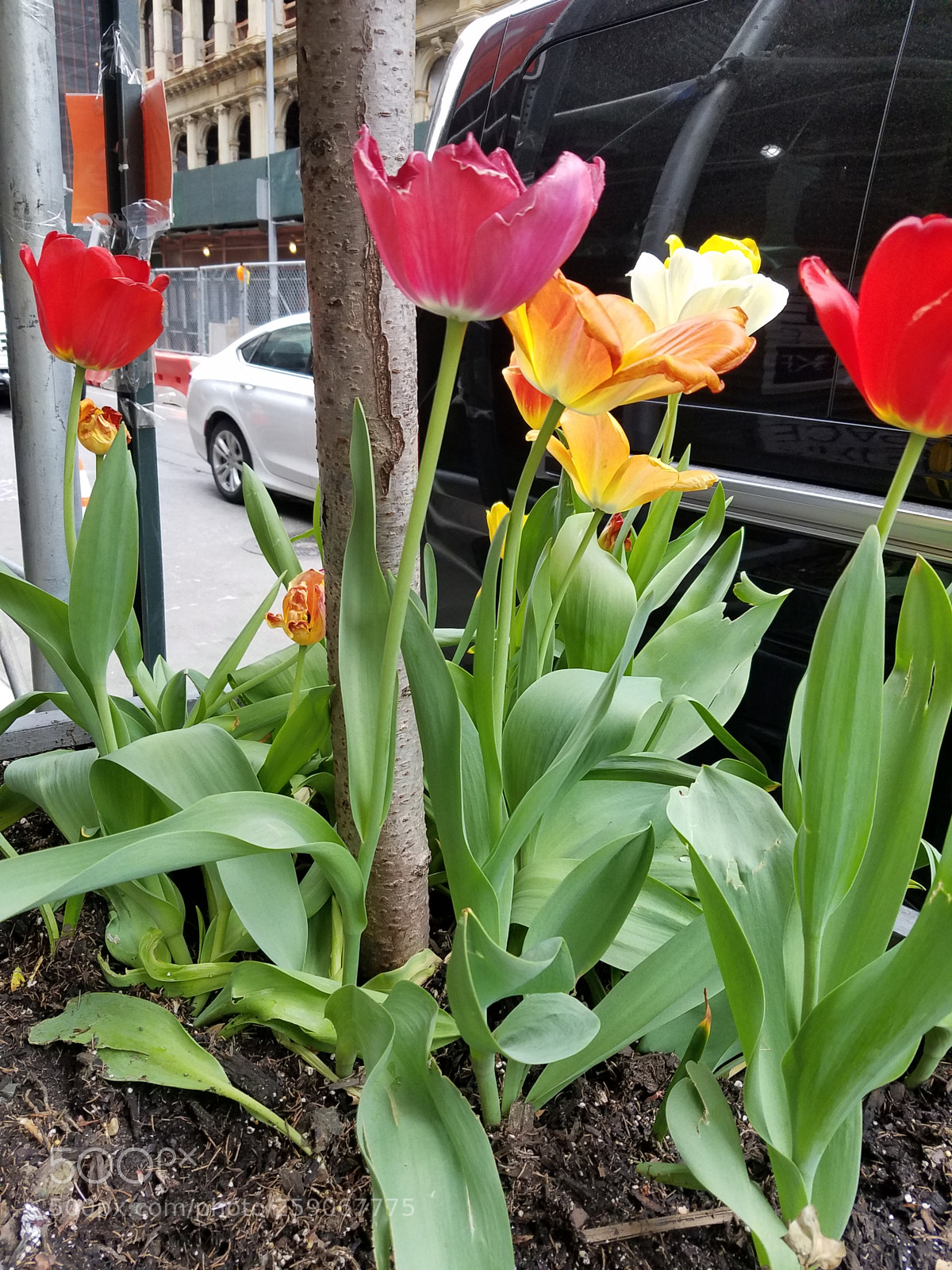 Samsung Galaxy S7 sample photo. Tulilies photography
