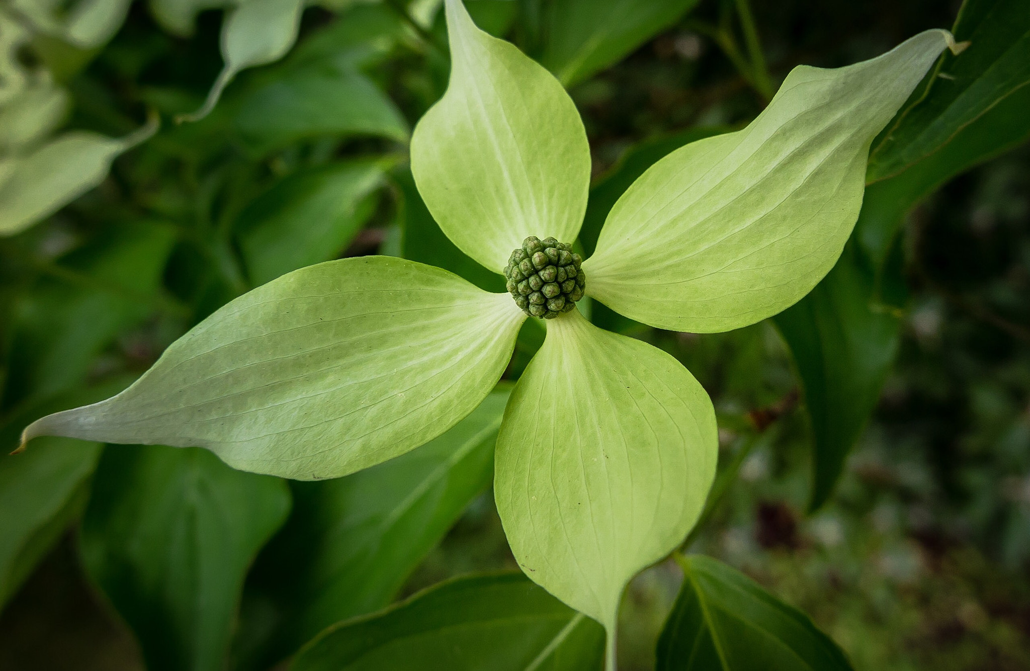 Canon PowerShot G1 X Mark II sample photo. Dogwood  photography
