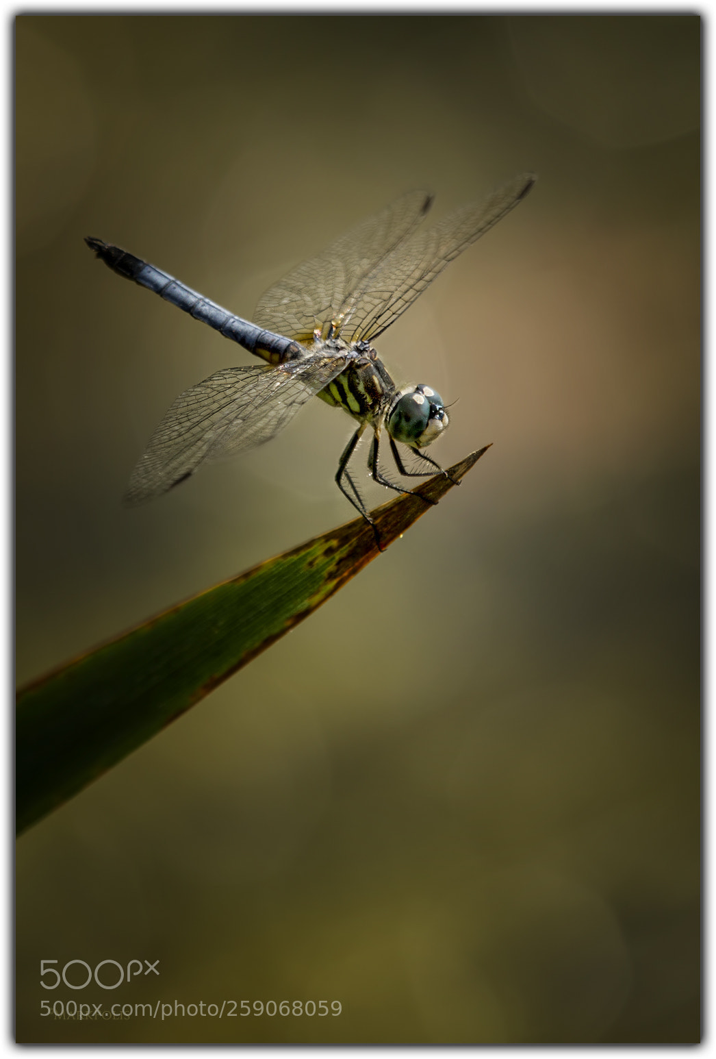 Canon EOS 7D sample photo. Blue dasher dragonfly photography