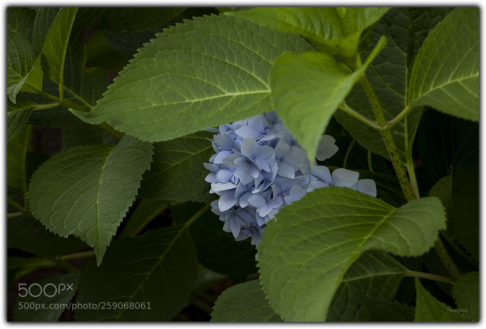 Canon EOS-1Ds Mark III sample photo. Peek a blue hydrangea photography