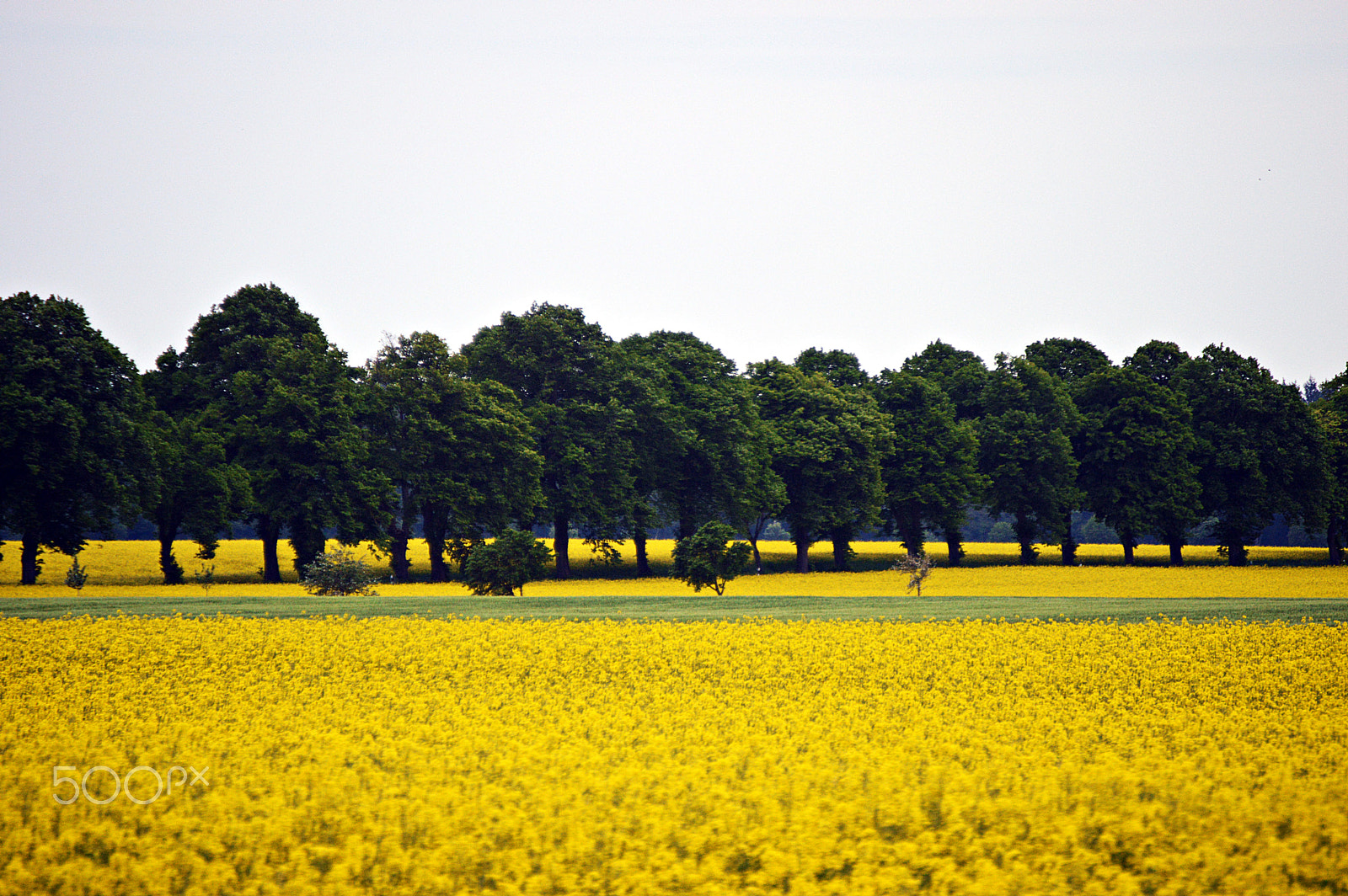 Nikon D3200 sample photo. Green & yellow photography