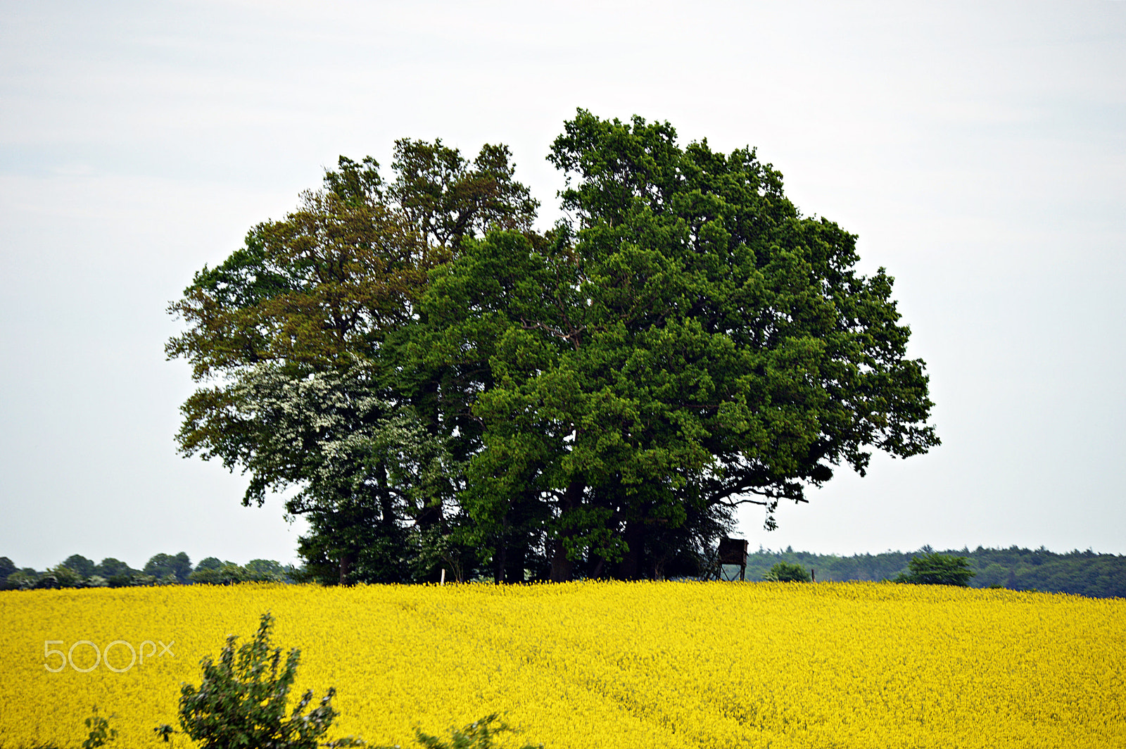 Nikon D3200 sample photo. Green & yellow photography
