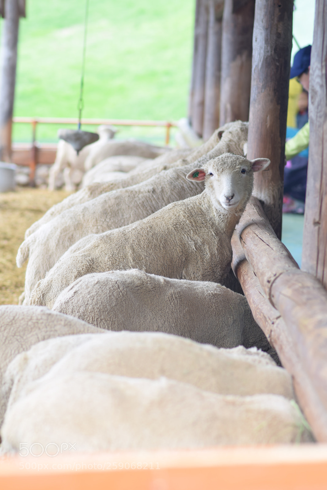 Nikon D3300 sample photo. #강원도 #대관령 #대관령양떼목장 #gangwondo #江原道 #southkorea #韓国 #sheep #羊 photography