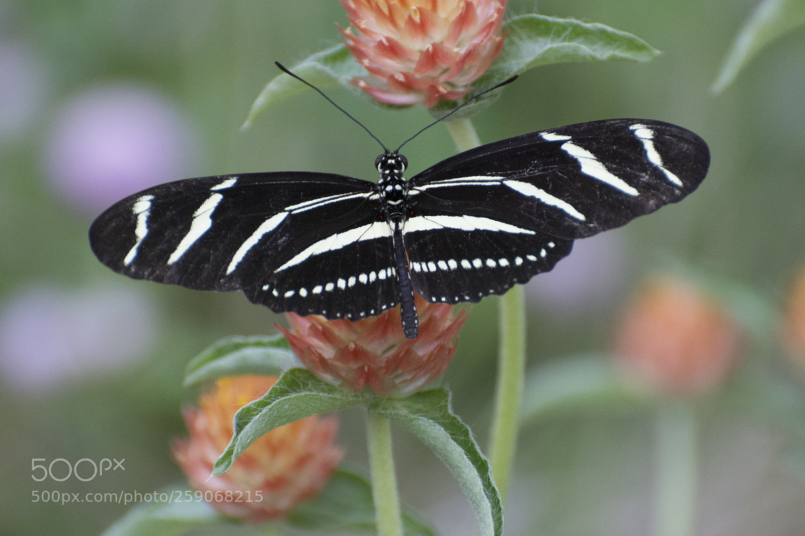 Nikon D7200 sample photo. Butterfly 2018-33 photography