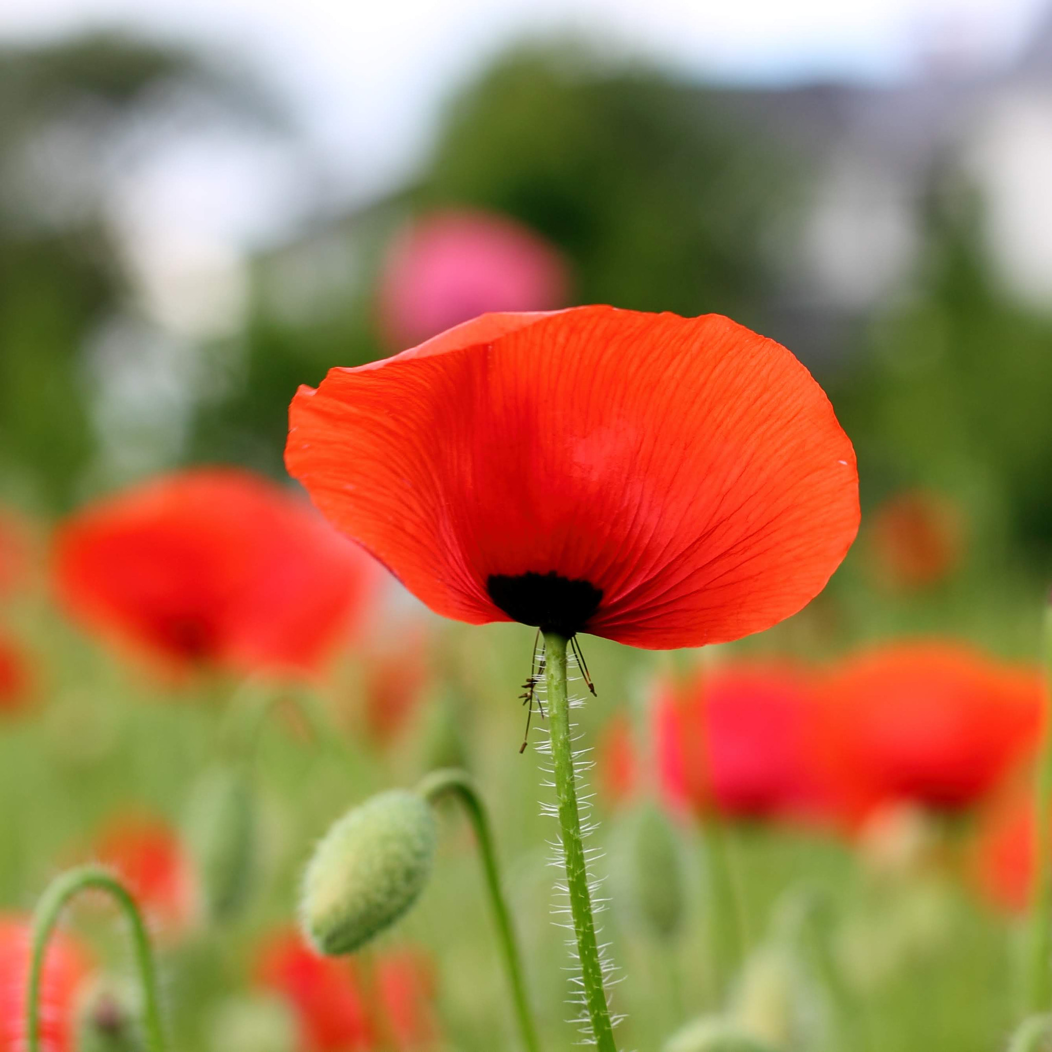 Canon EOS 1100D (EOS Rebel T3 / EOS Kiss X50) + Canon EF 50mm F1.8 II sample photo. Red poppy photography
