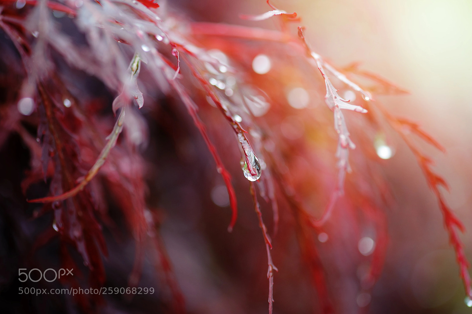 Nikon D700 sample photo. Raindrops in the afternoon photography