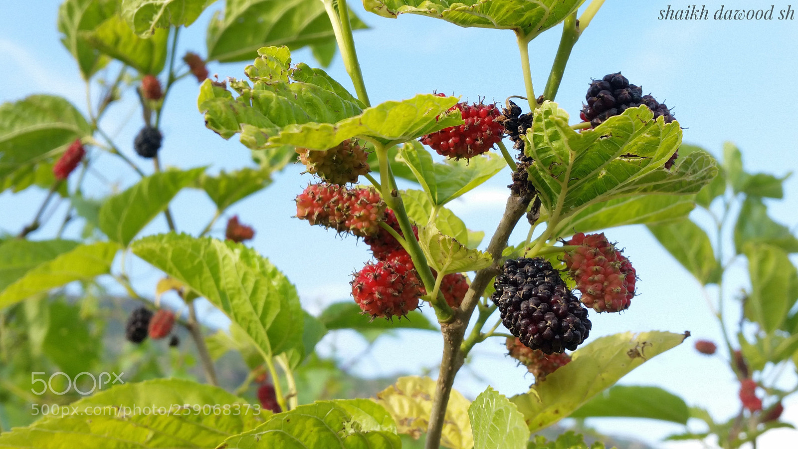 Samsung Galaxy S5 sample photo. Mulberry tree photography
