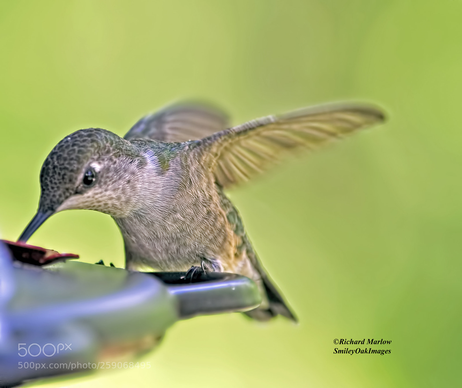 Nikon D5000 sample photo. Hummingbird photography