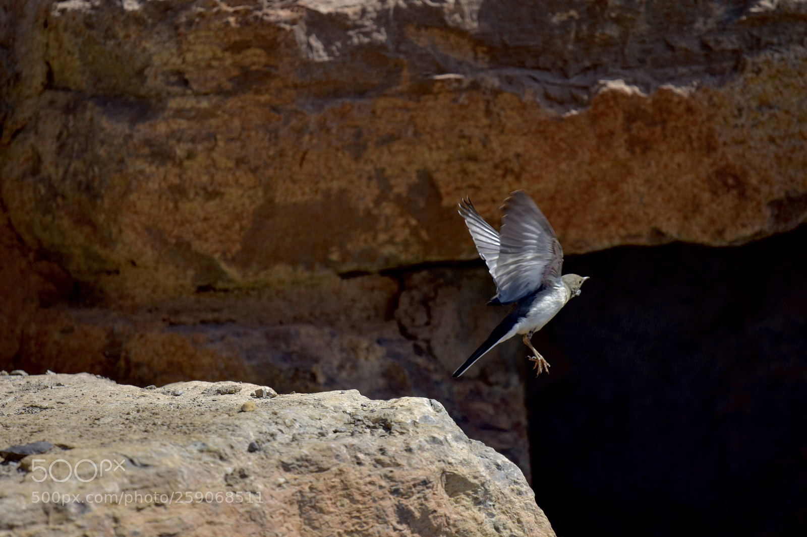 Nikon D7200 sample photo. Fly photography