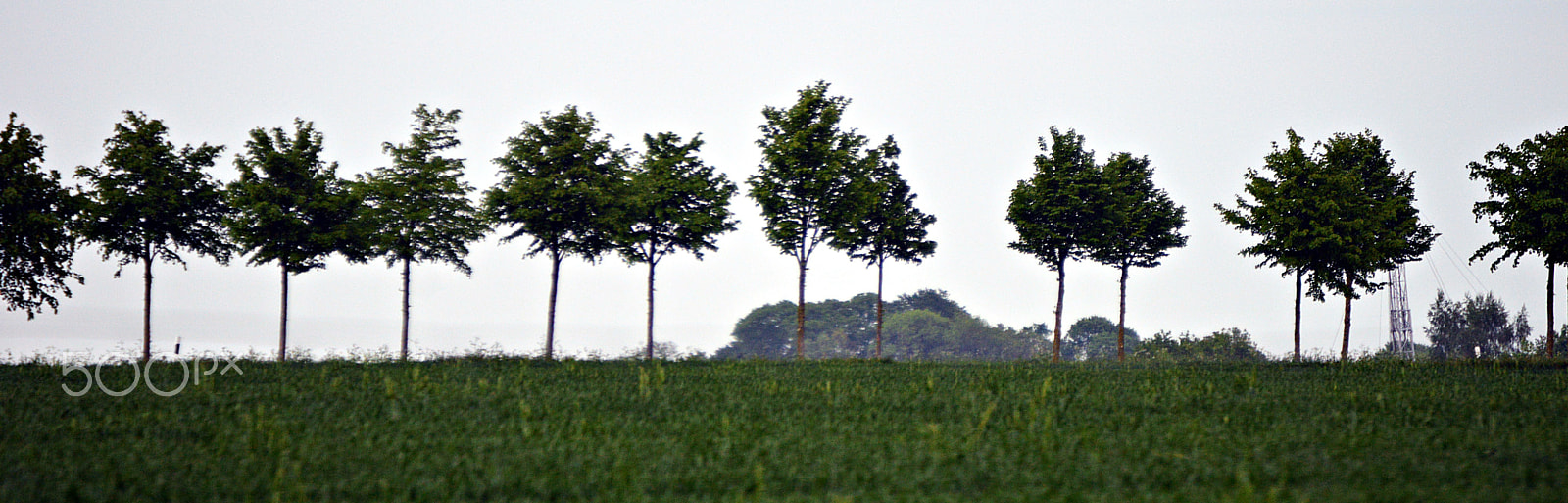 Nikon D3200 sample photo. Trees photography