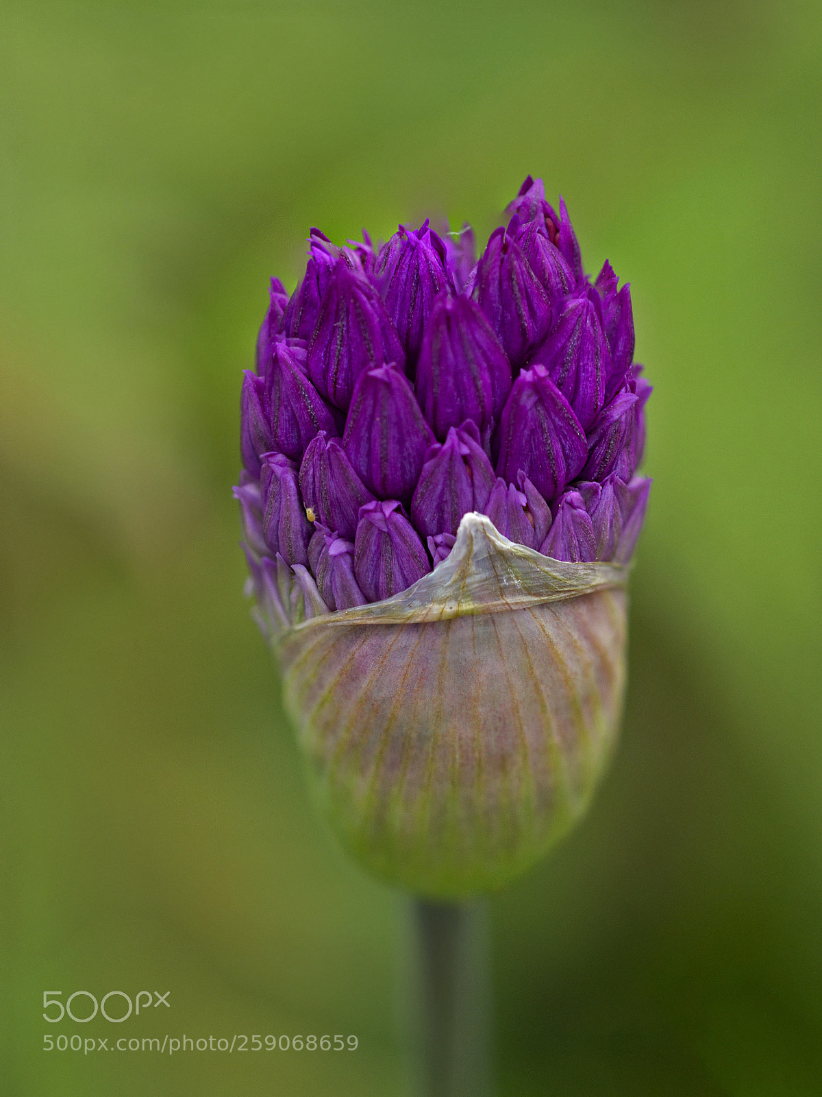 Sony SLT-A65 (SLT-A65V) sample photo. Garlic flower bud photography
