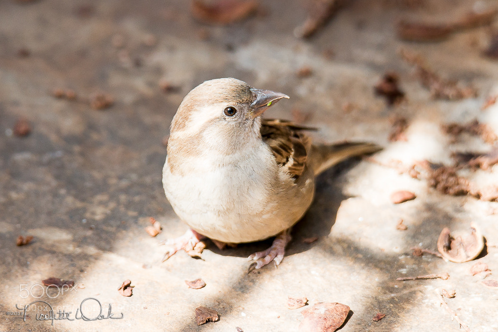 Canon EOS 70D sample photo. This is my good photography